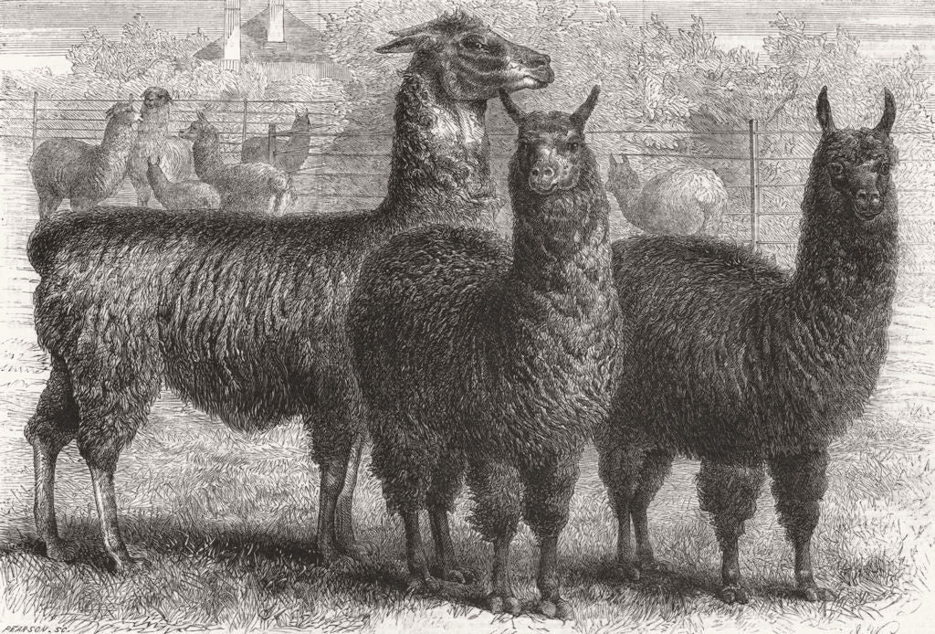 NSW. Ledger's Alpacas & Llamas, Sophienburg, Atkinson 1861 old antique print